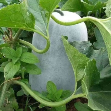 一手货源冬瓜应季供应量大优惠