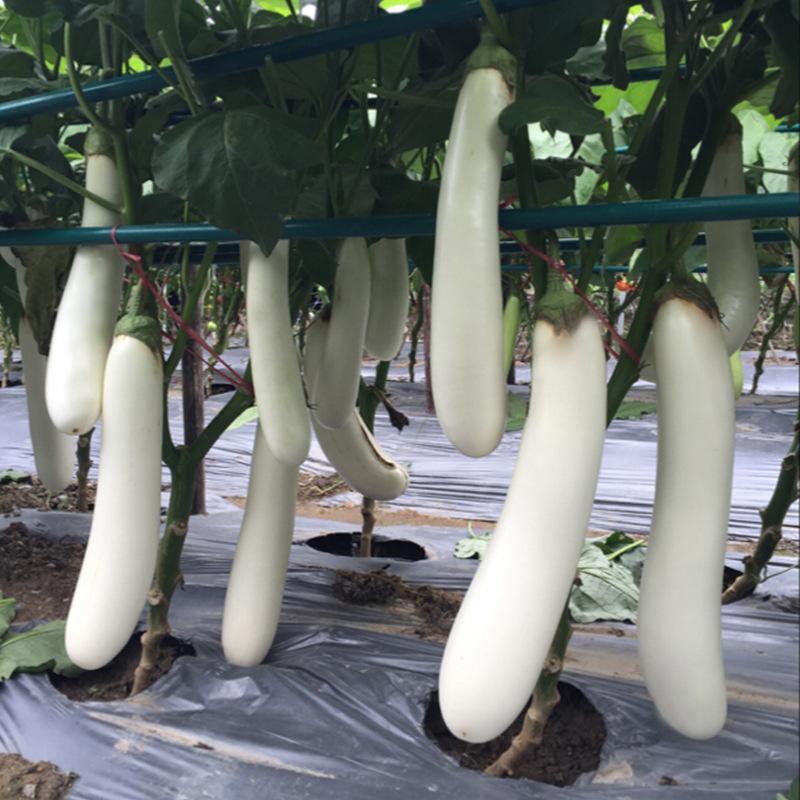 ***茄子电商供货全国供应
