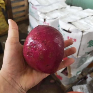应季红薯厂家直销超高性价比