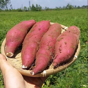 正品红薯长期供应全网低价