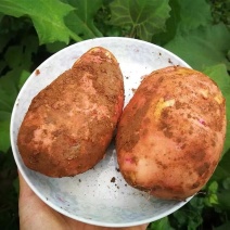 无添加土豆长期有货全网低价