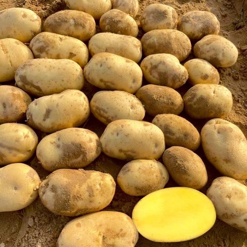 正宗天然新鲜土豆全国直发