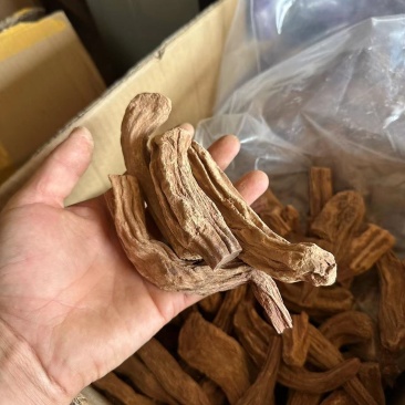 锁阳