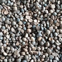 油茶籽