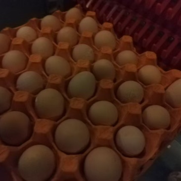 新鲜鸡蛋