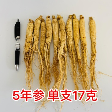 长白山人参，40支/斤！