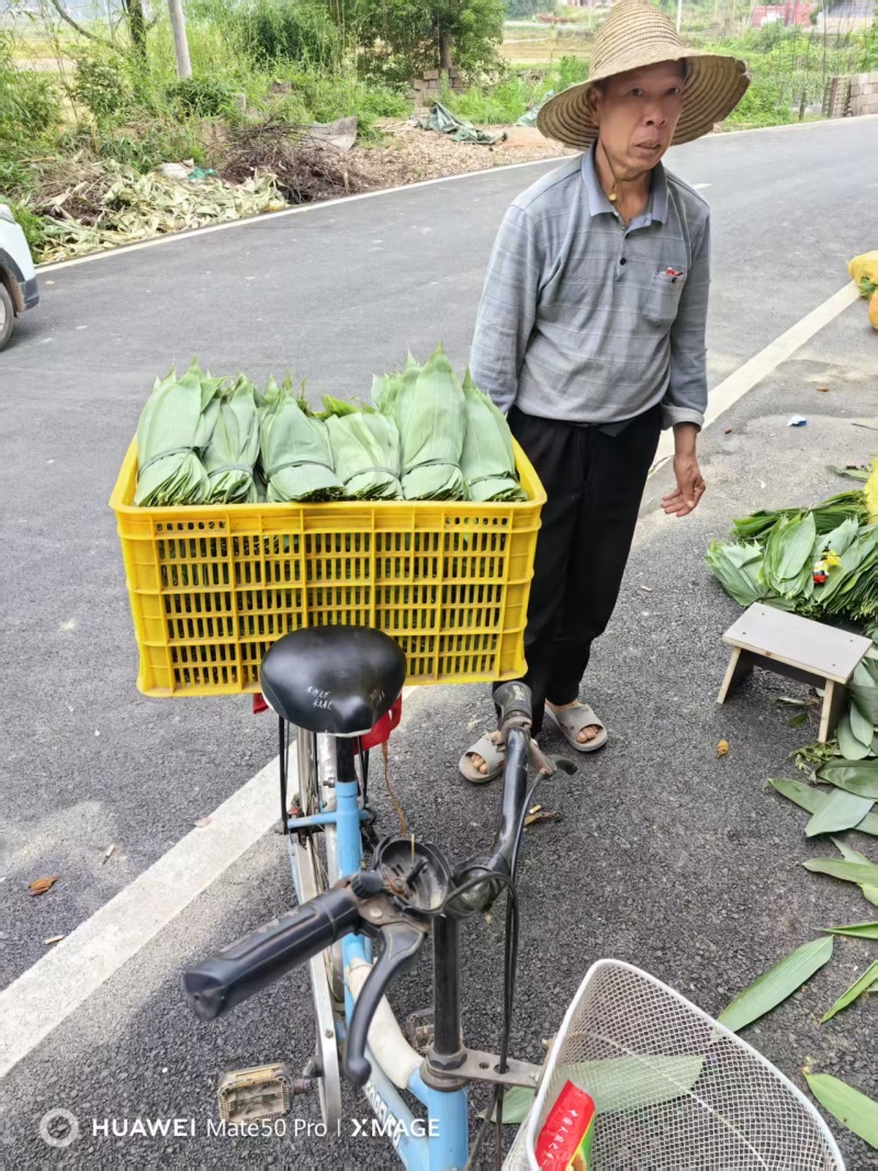 粽叶.湖南箬叶原产地供货量大，大小规格按需求分拣打包