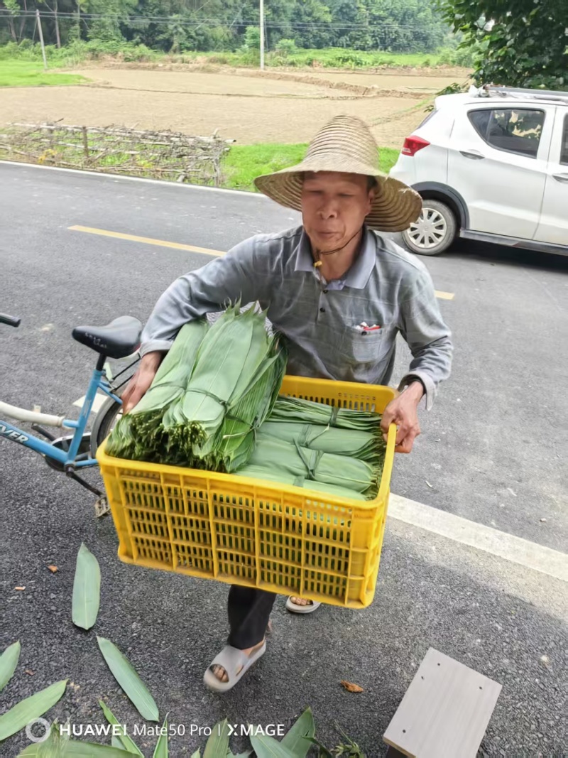 粽叶.湖南箬叶原产地供货量大，大小规格按需求分拣打包