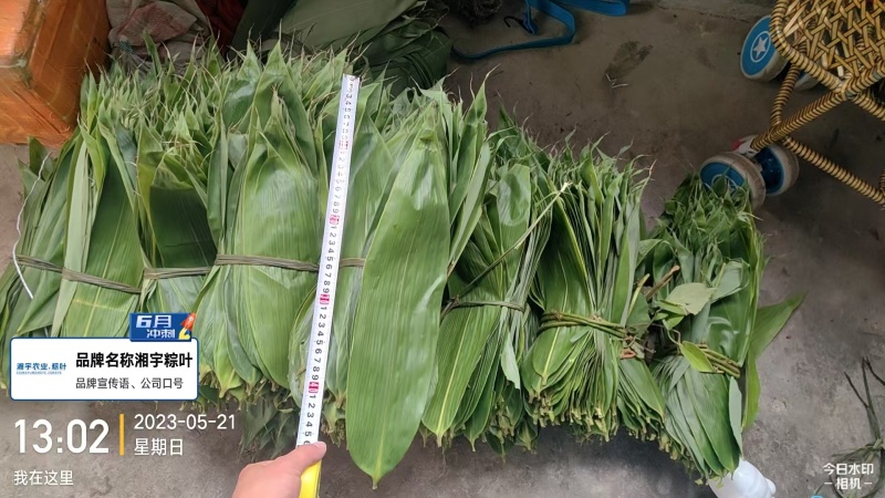 粽叶.湖南箬叶原产地供货量大，大小规格按需求分拣打包