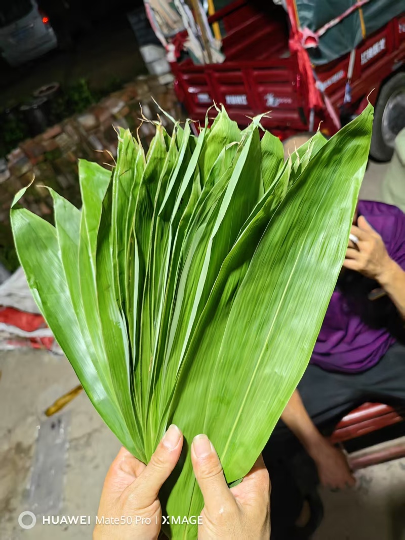 粽叶.湖南箬叶原产地供货量大，大小规格按需求分拣打包