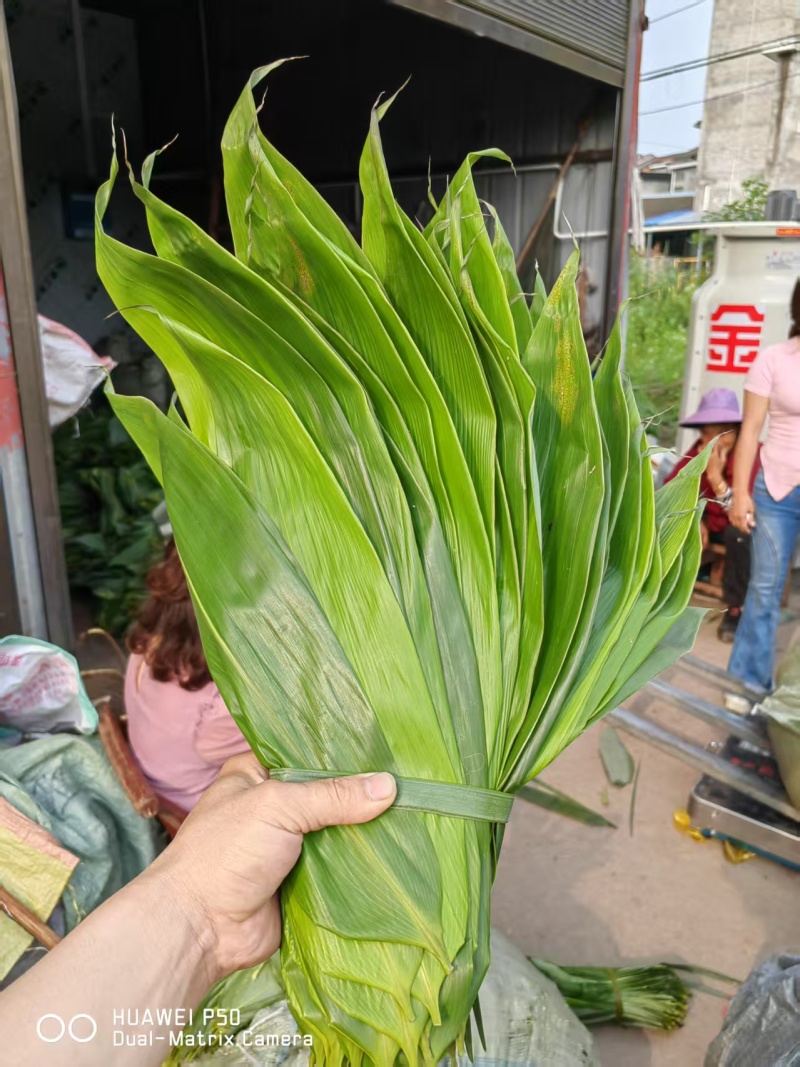 粽叶.湖南箬叶原产地供货量大，大小规格按需求分拣打包