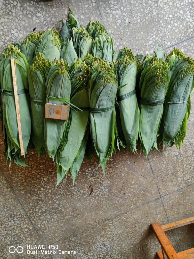 粽叶.湖南箬叶原产地供货量大，大小规格按需求分拣打包