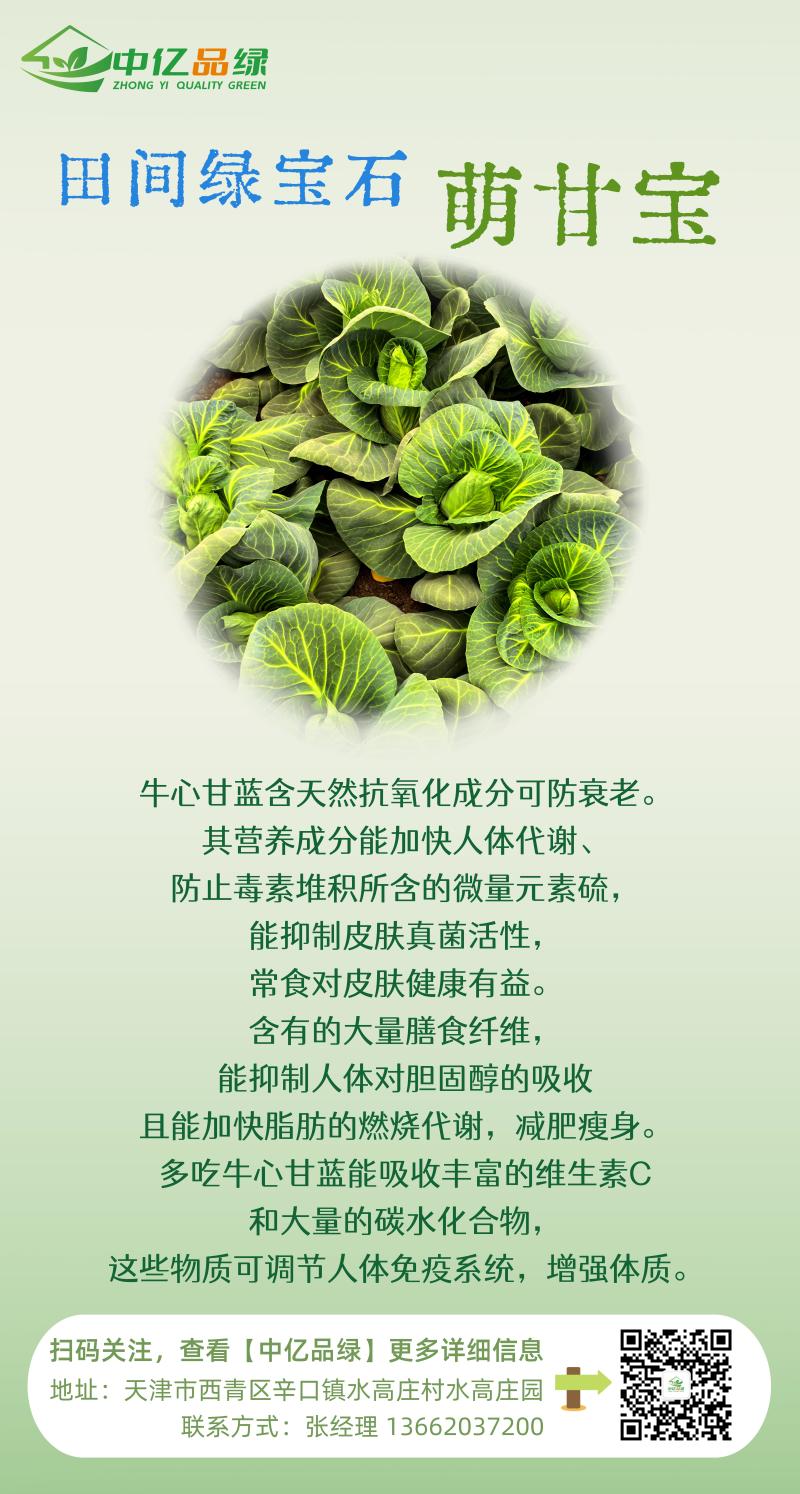 天津精品牛心甘蓝大量上市，欢迎各位老板前来采购
