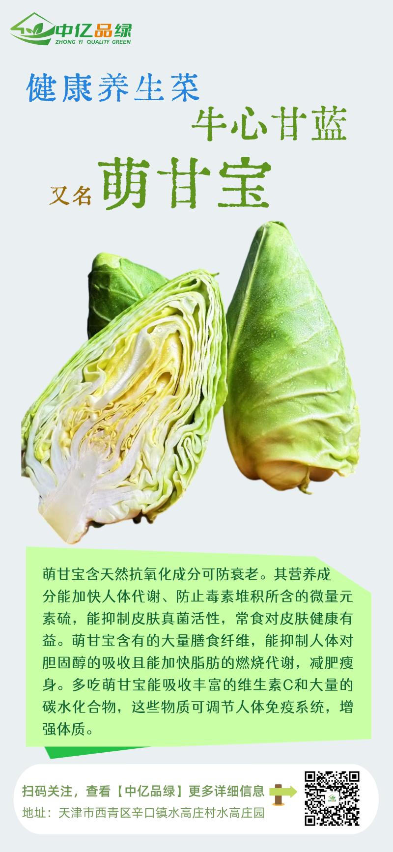 天津精品牛心甘蓝大量上市，欢迎各位老板前来采购