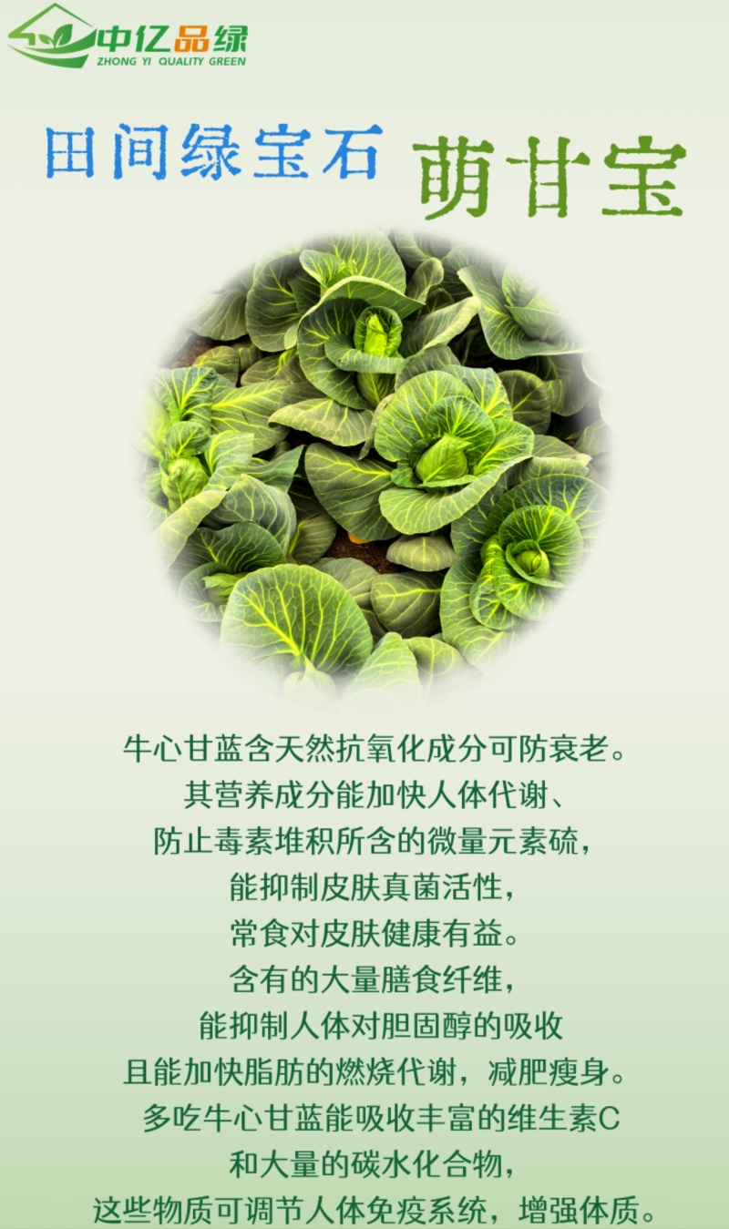 天津精品牛心甘蓝大量上市，欢迎各位老板前来采购