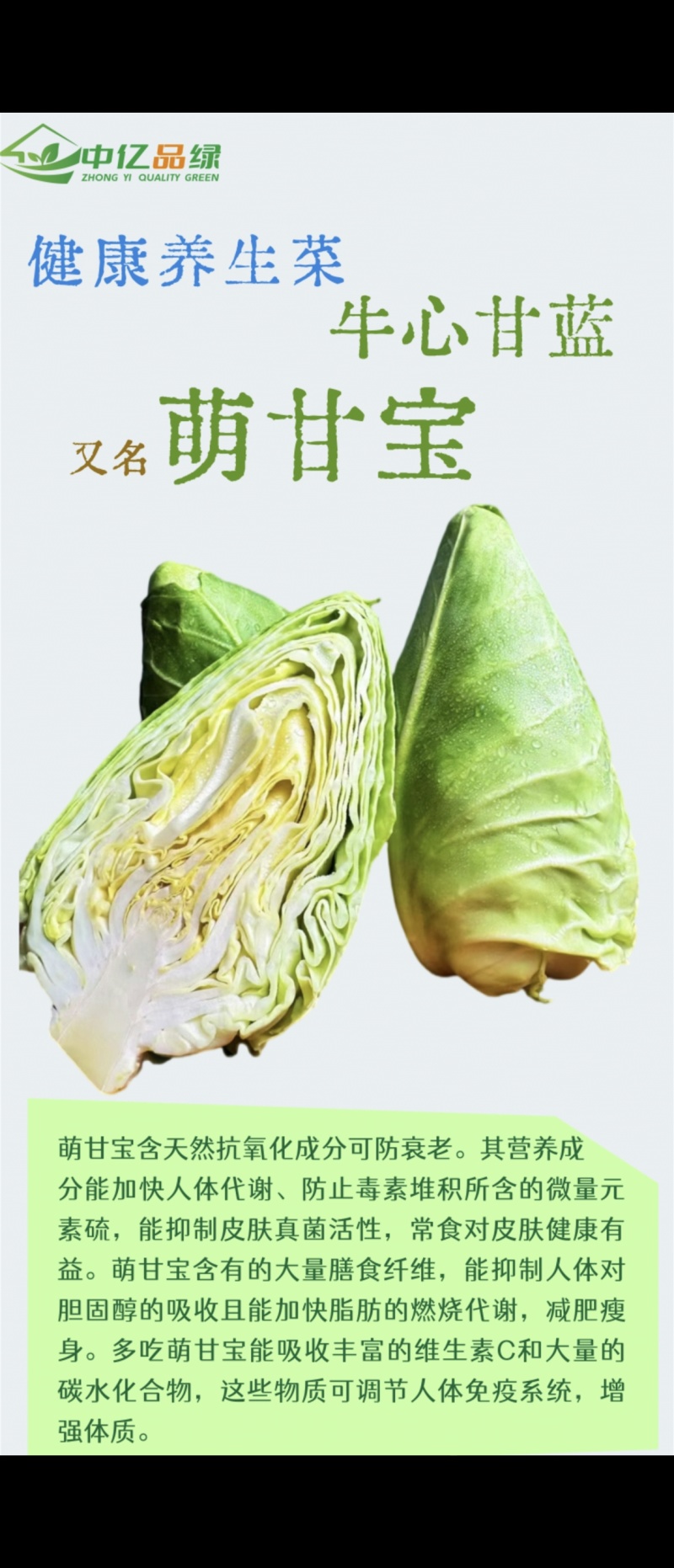 天津精品牛心甘蓝大量上市，欢迎各位老板前来采购