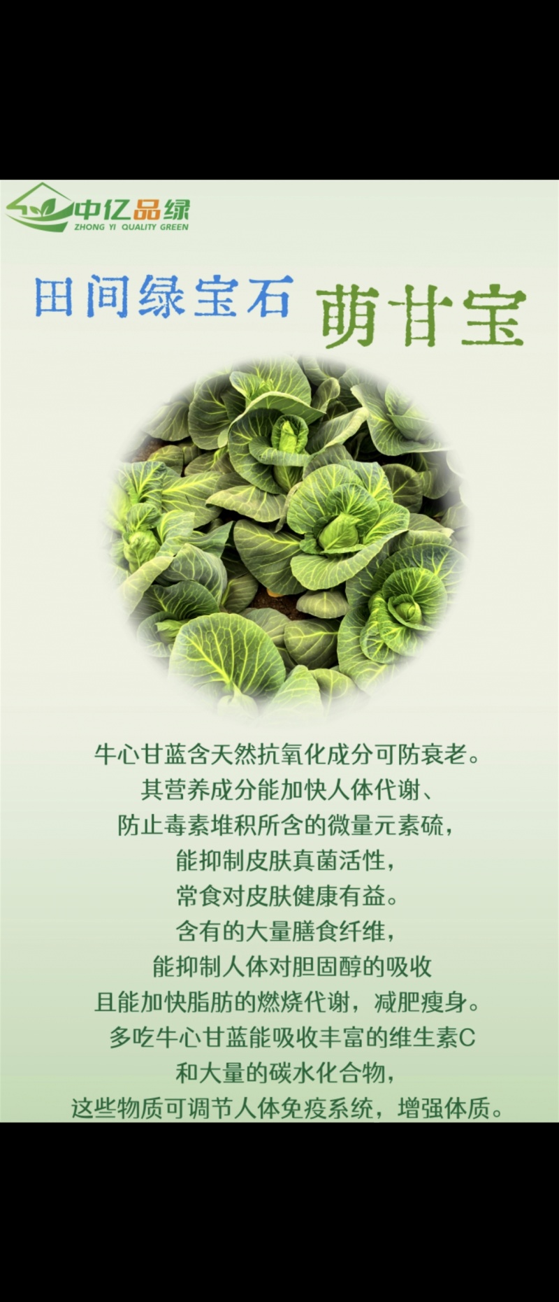 天津精品牛心甘蓝大量上市，欢迎各位老板前来采购