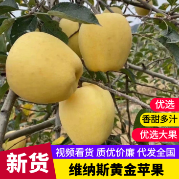山东维纳斯黄金苹果威海苹果供应市场电商商超