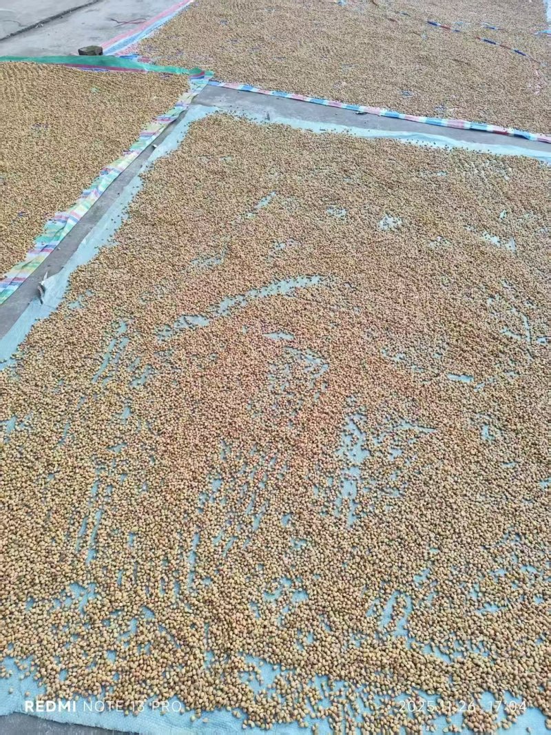 香橙种子/橙子种子/四川/可提供技术指导/欢迎选购