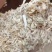优质麦糠小麦壳牛羊马家畜草料干净无杂质无尘货源足