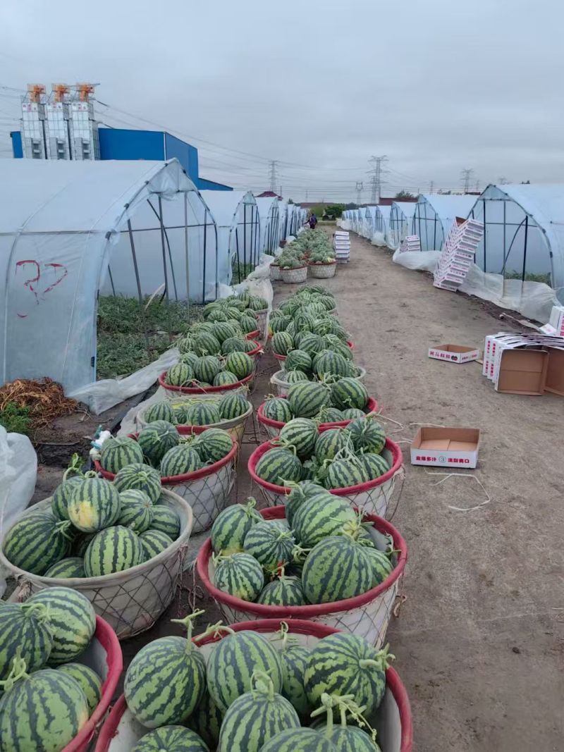 万亩美都西瓜，安徽美都西瓜已大量上市基地供货诚信靠谱