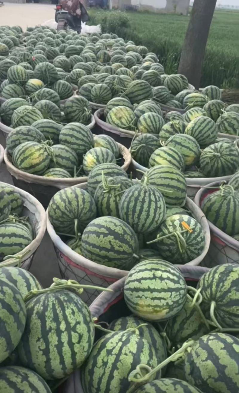 万亩美都西瓜，安徽美都西瓜已大量上市基地供货诚信靠谱