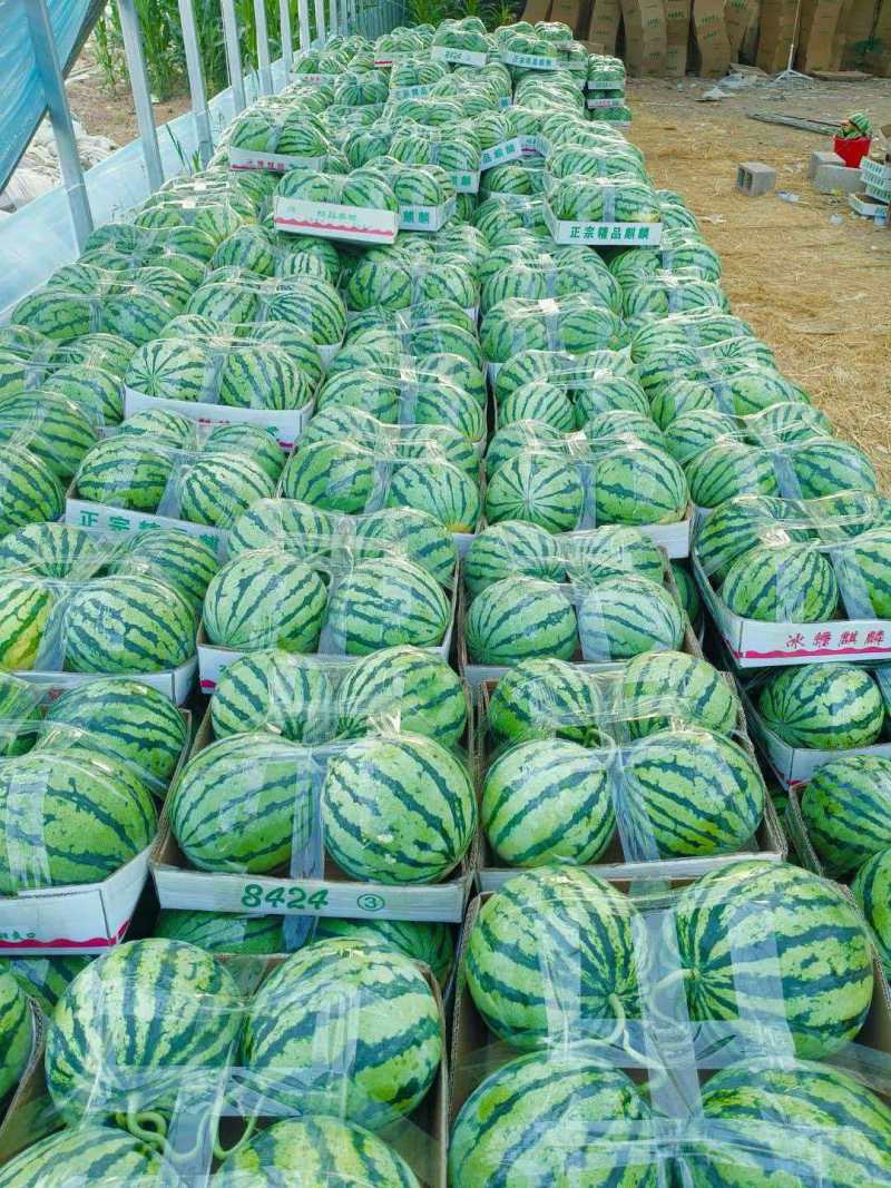 安徽麒麟西瓜，麒麟西瓜大量上市基地供货，保质保量童叟无欺