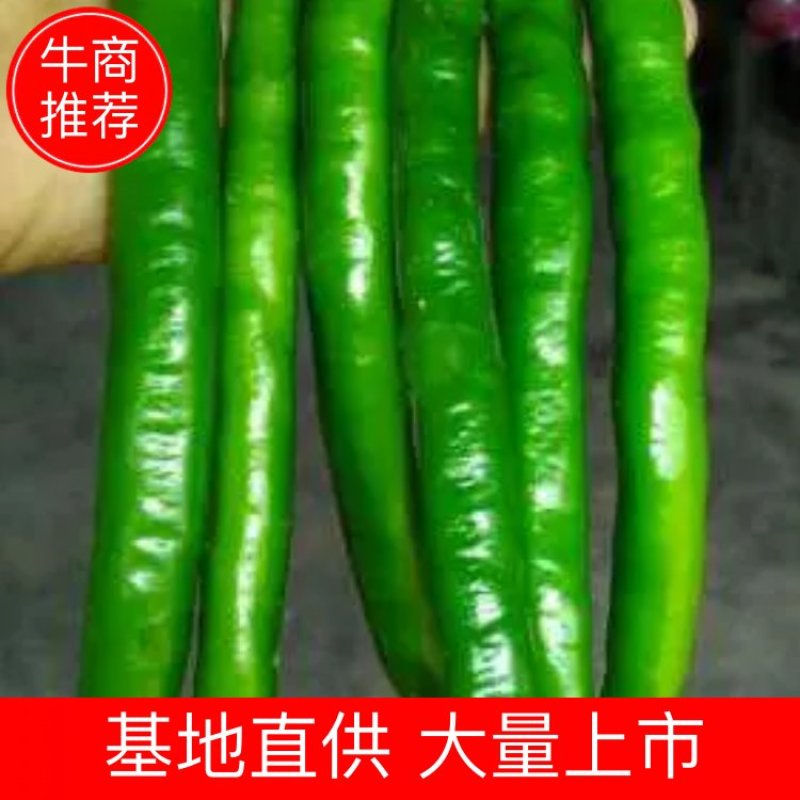 广西百色青线椒大量上市，欢迎老板们电话咨询。