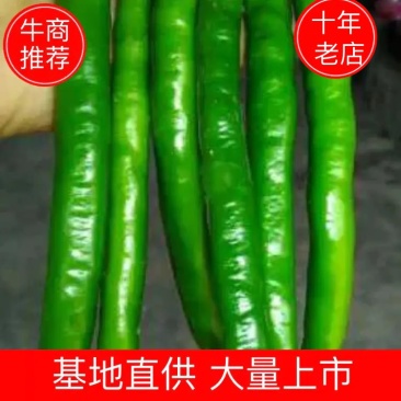 广西百色青线椒大量上市，欢迎老板们电话咨询。