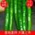 广西百色青线椒大量上市，欢迎老板们电话咨询。