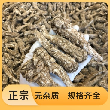 当归货源充足正品保障随时可聊健康当归等待您