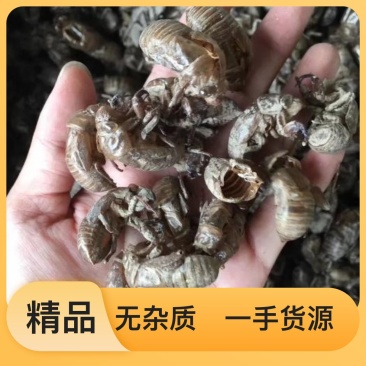 蝉蜕|无添加|厂家直销|24小时在线服务健康美味任你选购