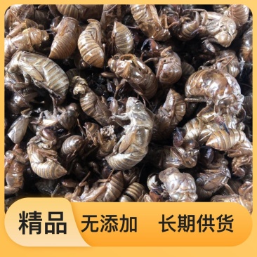 产地直发蝉蜕新鲜正宗口感好欢迎电话咨询更多详情