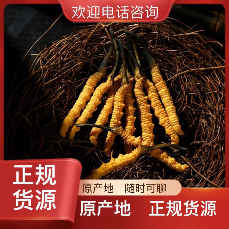 虫草品质保证正规货源性价比高长期稳定供货