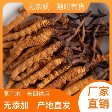 精选正宗虫草现货秒发健康生活品质之选按克的一般都是断虫草。