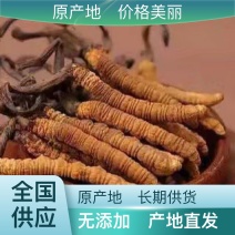 精选无杂质虫草厂家直销价格欢迎咨询