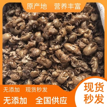 蝉蜕现货秒发自产自销欢迎您的电话咨询