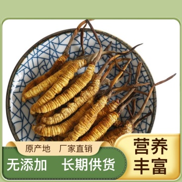 欢迎电话咨询正规货源虫草好评如潮超高性价比抢购中