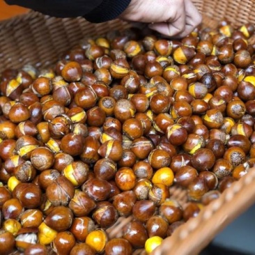 正宗栗子量大优惠欢迎电话咨询