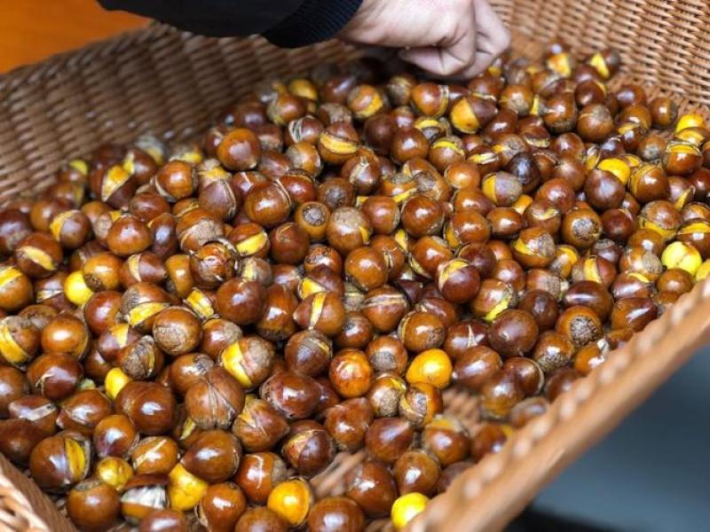 正宗栗子量大优惠欢迎电话咨询