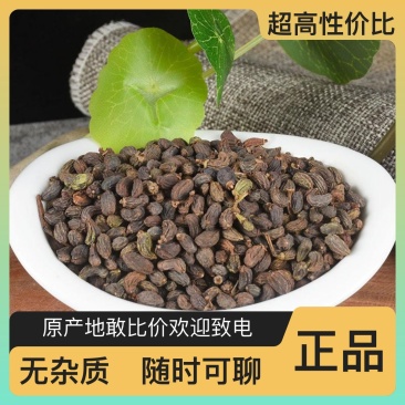 正品女贞子随时有货全网低价品质实惠双重优惠