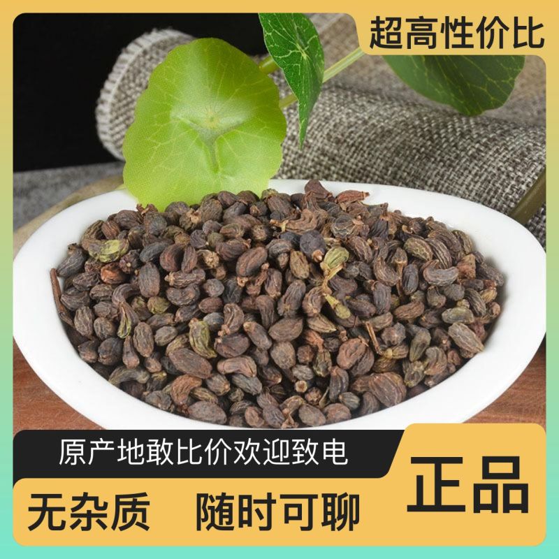 正品女贞子随时有货全网低价品质实惠双重优惠