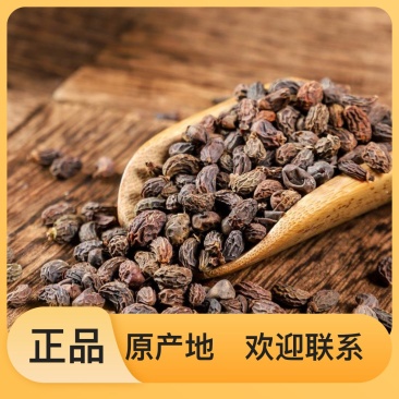 女贞子随时有货正品保障全网低价优惠中
