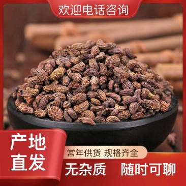 随时可聊优质女贞子长期供应快速发货