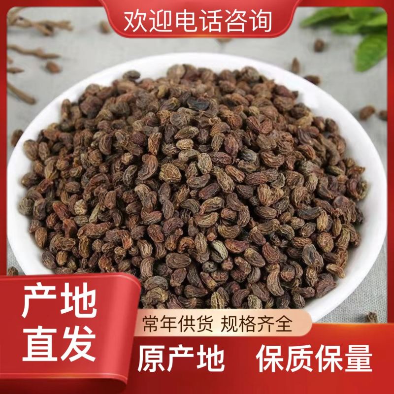 正品女贞子长期供货自产自销新鲜优质
