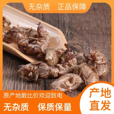 新鲜蝉蜕量大从优随时有货欢迎电话洽谈