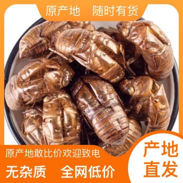 长期供应高品质蝉蜕全网低价优惠24小时为您提供服务