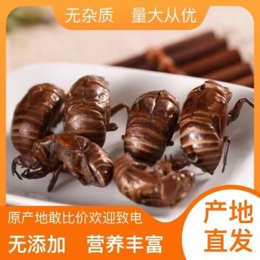 厂家直销蝉蜕随时有货24小时在线服务货源稳定