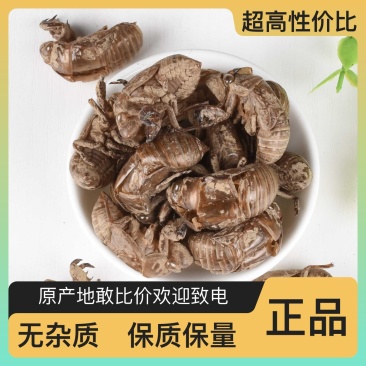 高品质蝉蜕特惠价格货源充足正品保障