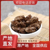 悦享蝉蜕好滋味原产地农产品24小时在线服务现货秒发